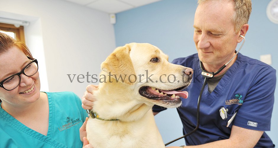 Veterinary Photography Cardiac Ascultation