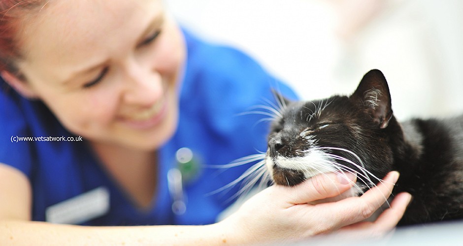 Veterinary Nurse and Feline Patient