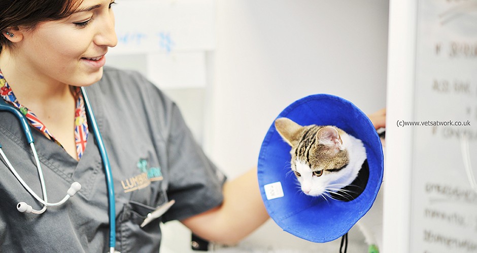 vet nurse cat hospital
