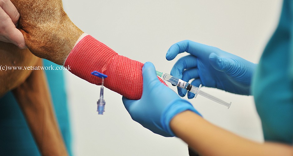 Veterinary Intravenous injection Photography